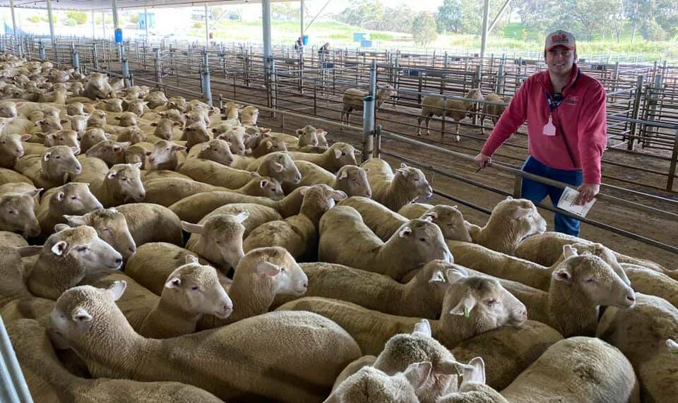 Bowyer and Livermore Livestock agent Tom Card with a pen of 274 crossbred lambs which sold for $225/head at the Central Tablelands Livestock Exchange, Carcoar, prime lamb sale on Wednesday. Photo: supplied