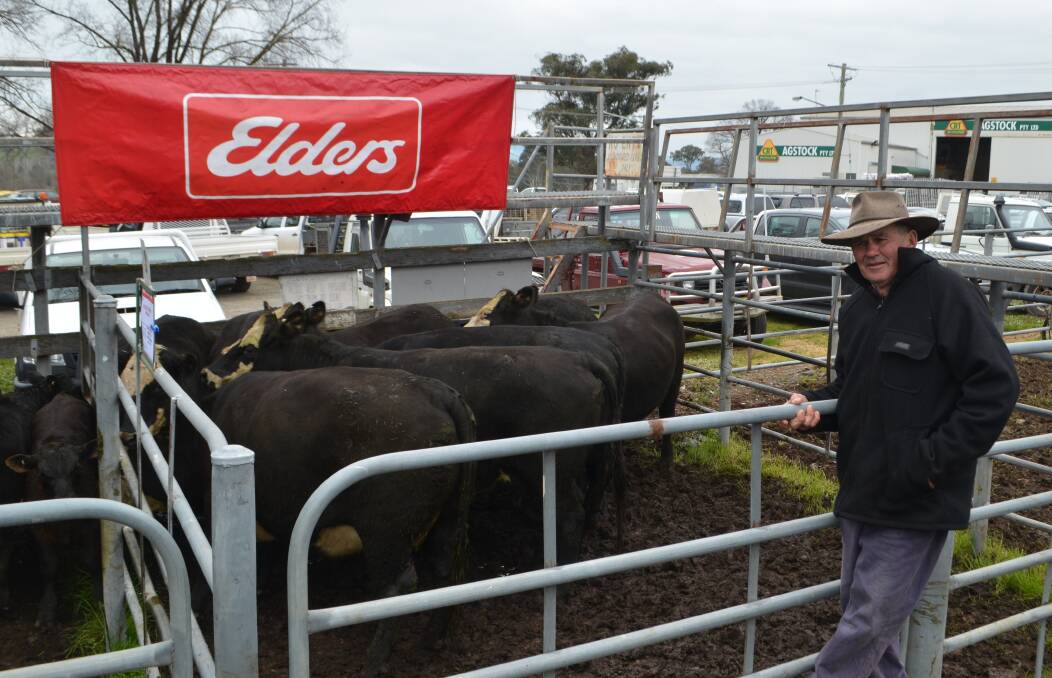 Robert Webb, Mundongo, Tumut Plains penned eight two year black baldies with Ardenside-blood calves and sold for $1900. 