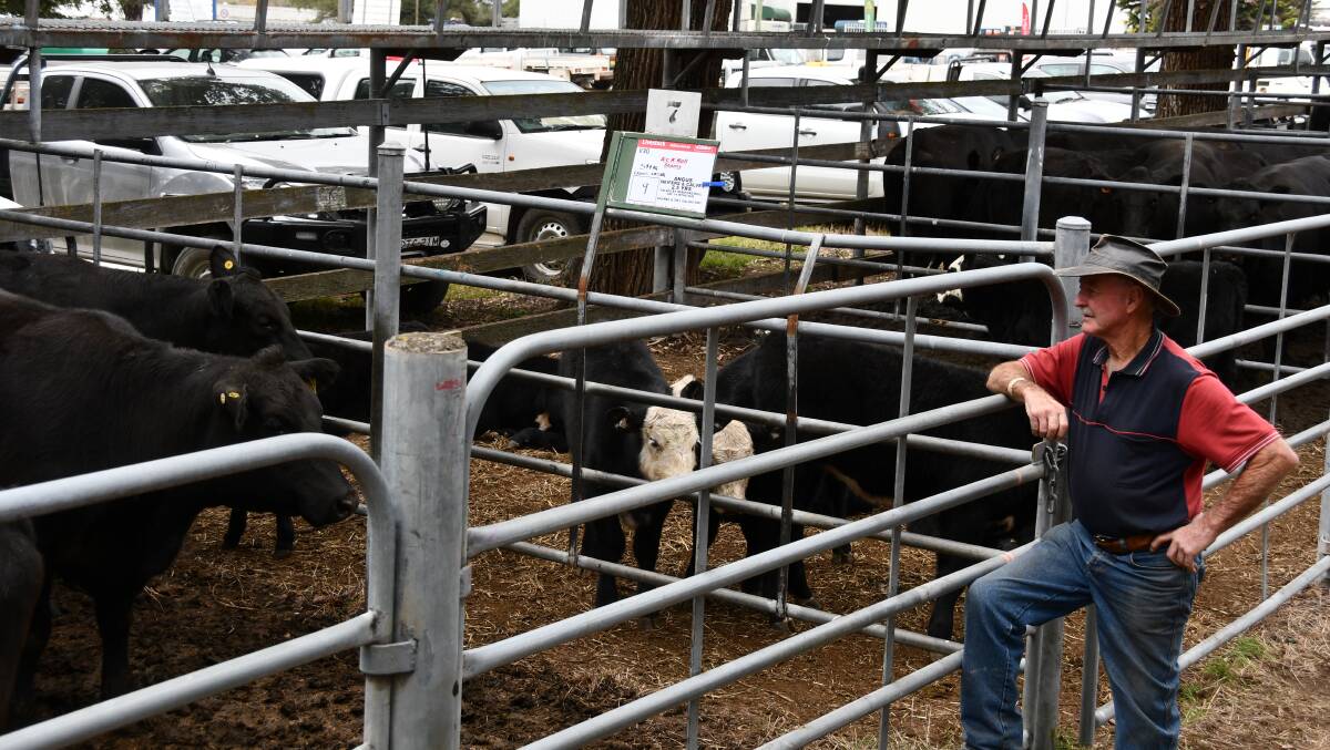 Kerry Kell, Tumut, sold nine Angus cows two and half years with black baldy calves for $4400.