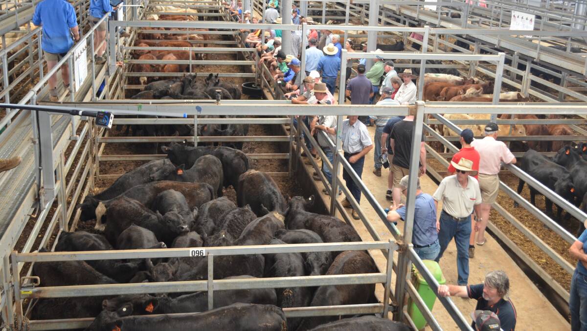 Angus steers weighing 464kg sold for $2200 at NVLX Wodonga today. Photo: file