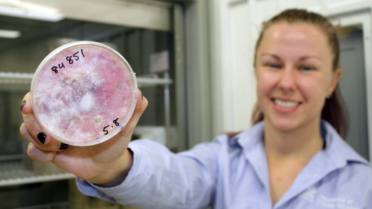 NSW DPI Plant Pathology and Mycology Herbarium curator, Dr Jordan Bailey, said the Orange Agricultural Institute is lucky to hold a copy of the CSIRO food safety fungal collection. This Fusarium fungus can grow on and contaminate stored food, especially grains. Photo: supplied
