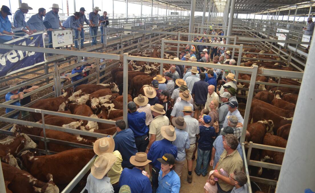 Quality Hereford steers going under the hammer during the second week of weaner sales at NVLX Wodonga.