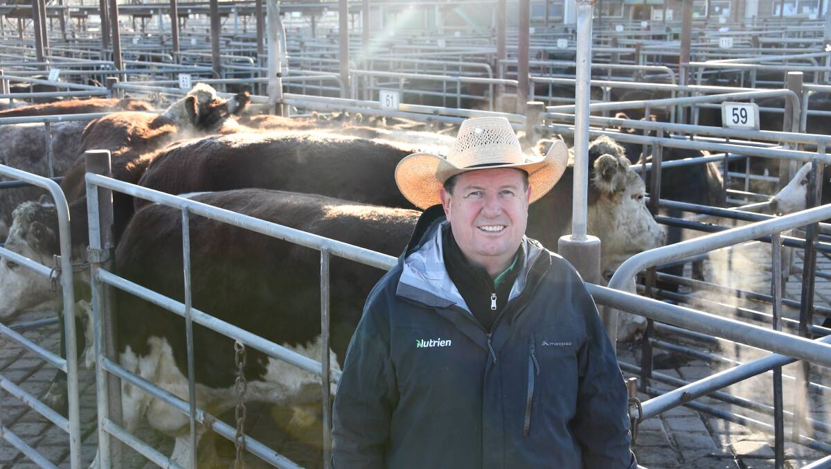 Nutrien Livestock auctioneer Peter Cabot, Wagga Wagga, with 907kg Poll Hererford bullocks from Ando on the Monaro that sold for 319.2c/kg at Wagga on Monday.