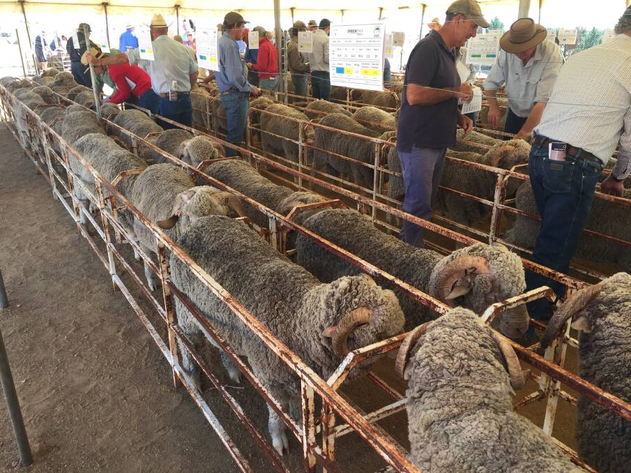 Merino and Poll Merino rams penned for sale at Greendale, Cooma.
