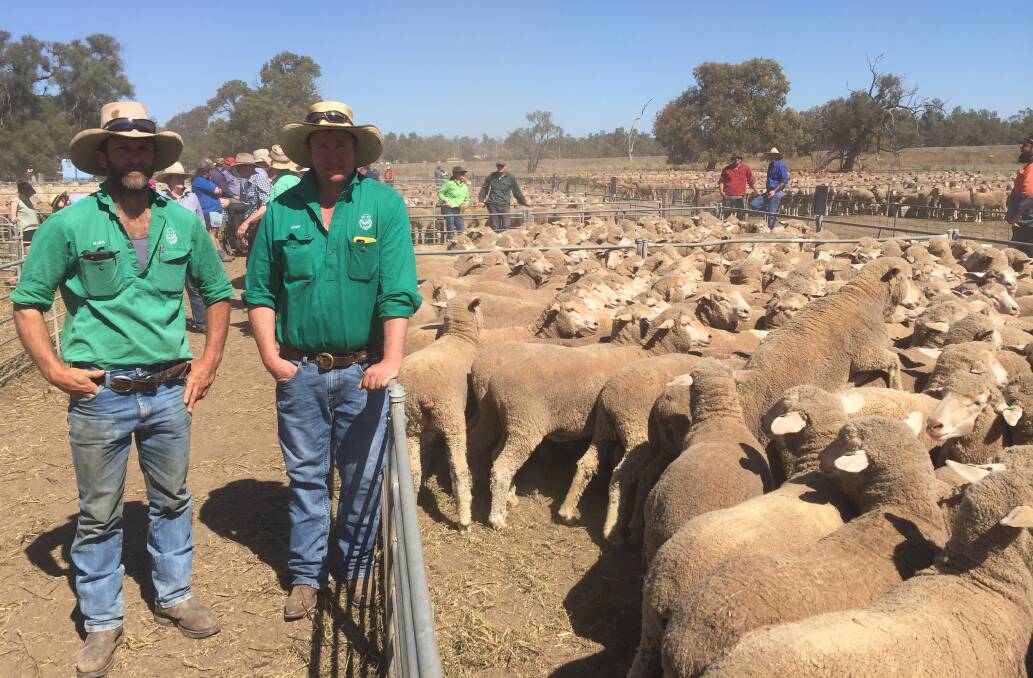 Mark and Andy Peters, Ballatherie, Hillston with the pen of 338 Ballatherie-blood Merino ewes, August/September 2019 drop and June-shorn sold for $350.