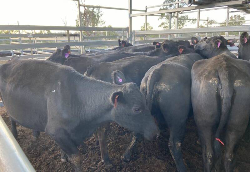 15 Angus cows 5-6 years PTIC sold for $1780. Photo: IRLX Inverell

