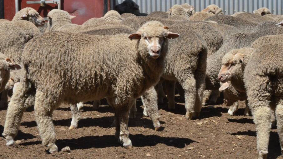 Unshorn wether lambs sold for $151 at Bombala. Photo: AuctionsPlus