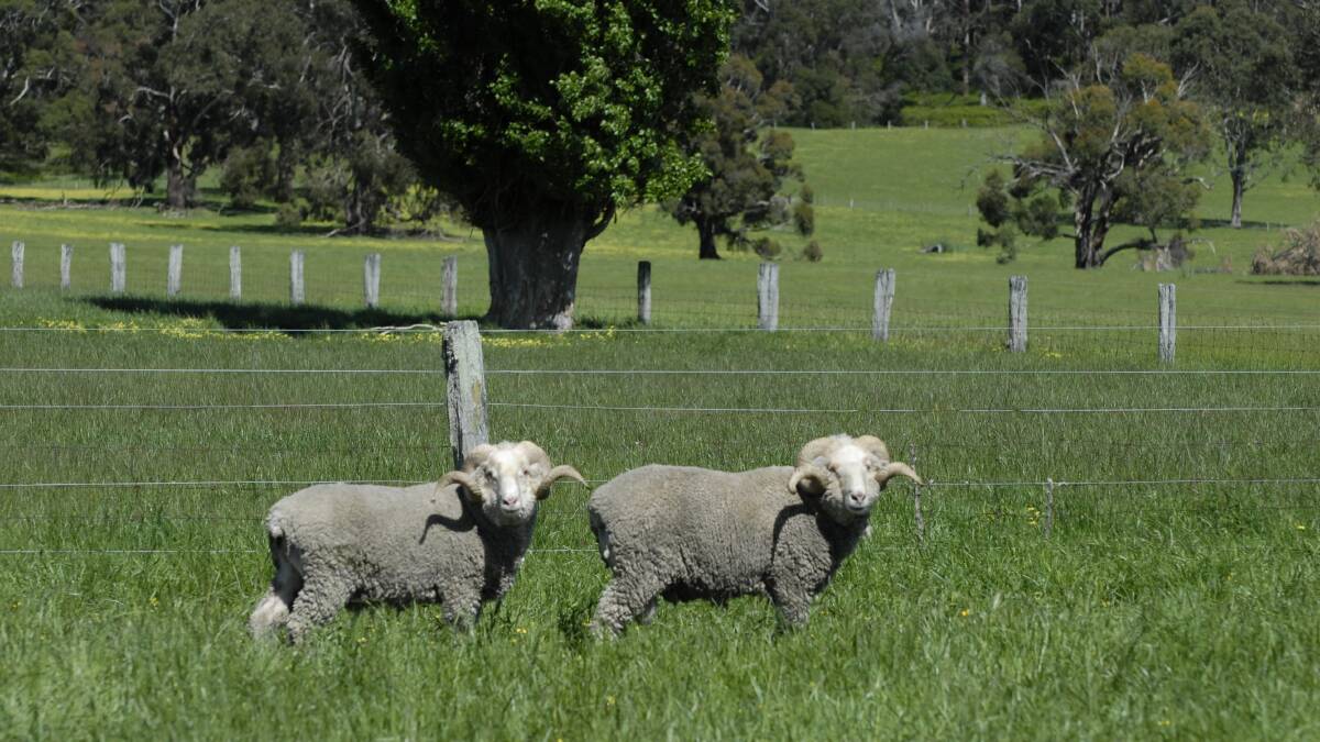 Macarthur Merinos - descendants of those bred by Elizabeth Macarthur grazing near Ballarat, Victoria. (Photo: Pat Gabb) 