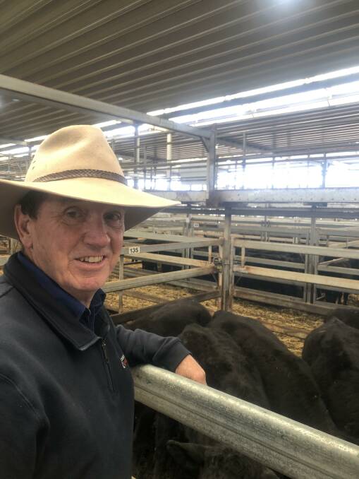 Kevin Corcoran, Corcoran Parker, Wodonga, at today's NVLX Wodonga store cattle sale where first calf females sold to $3880. Photo: NVLX
