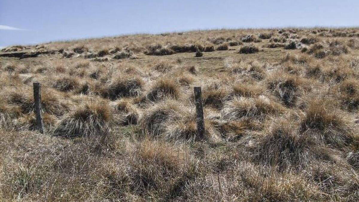 African Lovegrass dominating native pasture across the Monaro. Photo: Canberra Times
