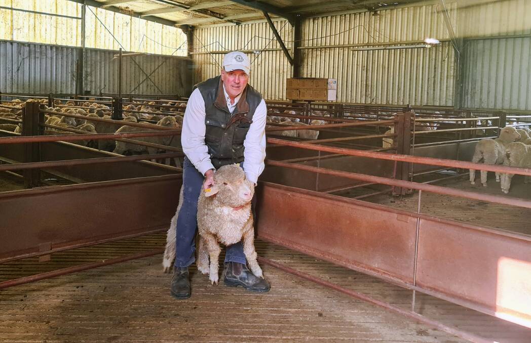 Tom Gunthorpe displaying a prototype tag on one of his Merino sheep. Photo: supplied
