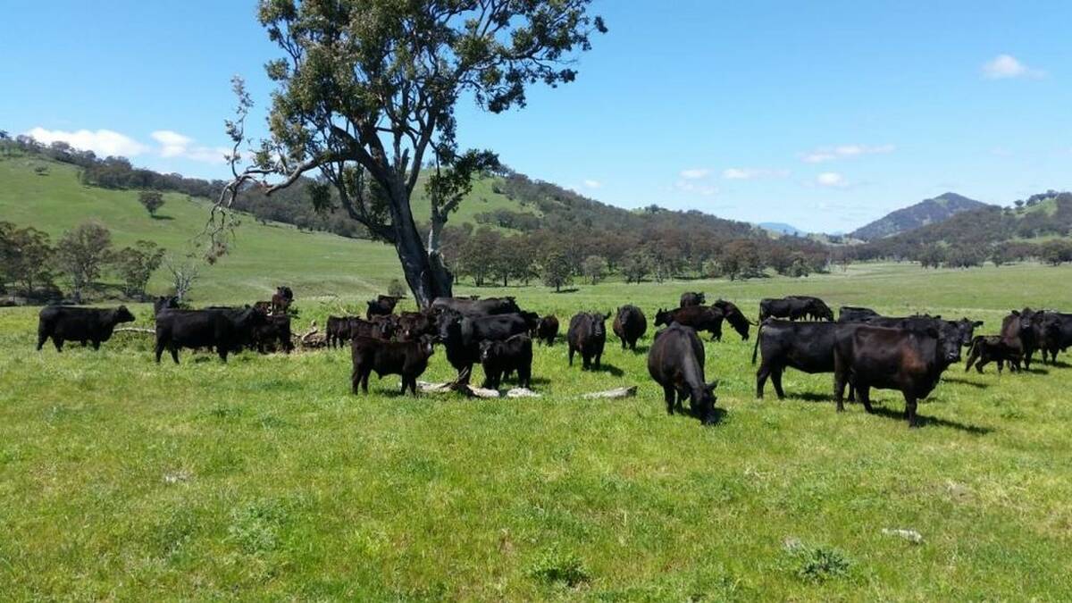 Is this prettier than a coal mine? Beef cattle at Blandford in the Upper Hunter.