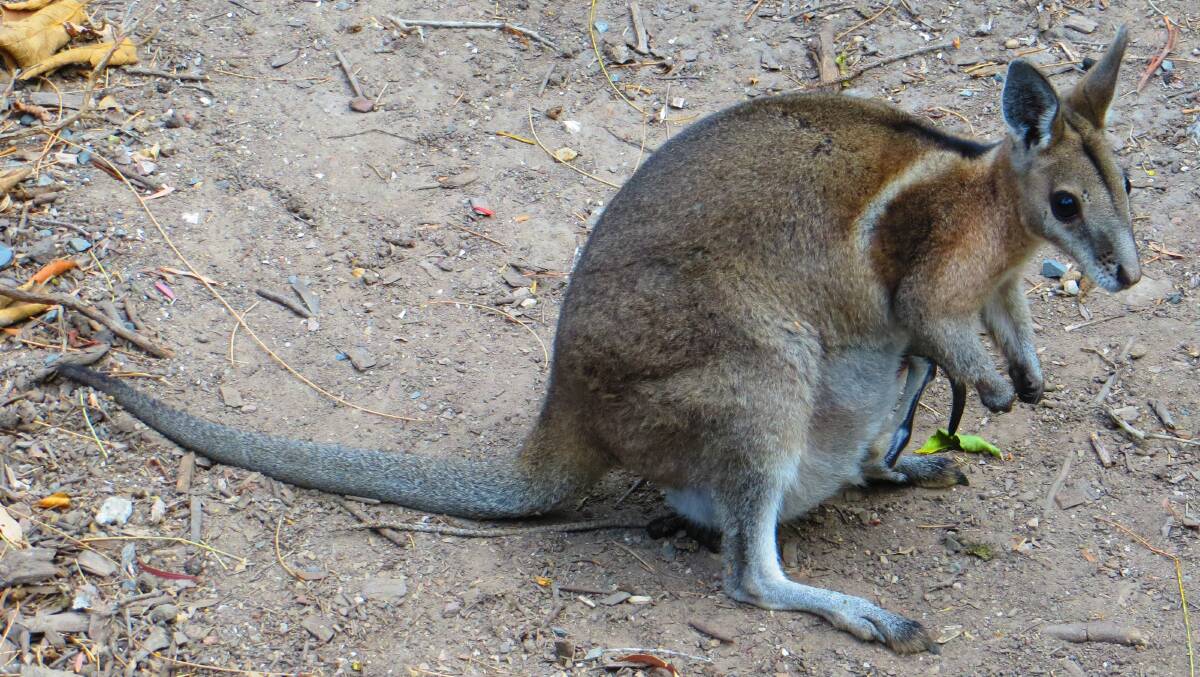 The endangered Bridled Nail-Tailed wallaby is one of many native species which could benefit from cluster fencing. Photo: supplied