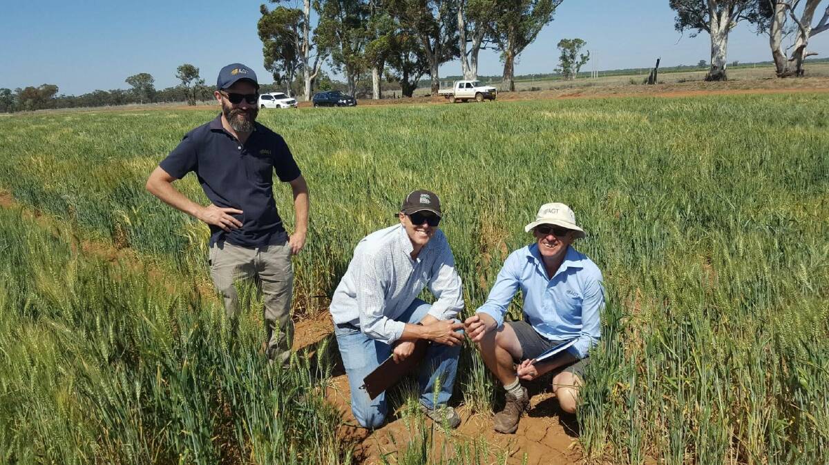 Competitive wheat: CSIRO’s Greg Rebetzke with AGT breeders Russell Eastwood and Brett Irons at the NSW DPI’s Yanco breeding nursery. PHOTO: CSIRO
