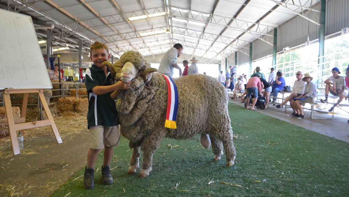 Ben Alcock, Greenland Merinos, Bungarby, with the champion fine-medium wool Merino ram bred by his grandfather and father, John and Greg Alcock.