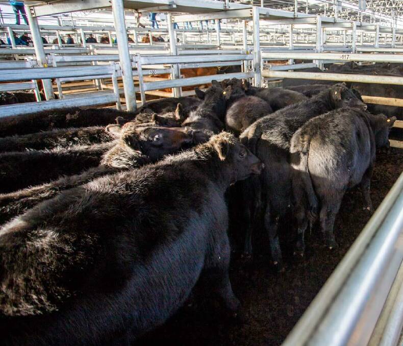At South Eastern Livestock Exchange, Yass, 14 Angus steers weighing 313.6 kilograms sold for 329 cents a kilogram to return $1031.65 last Thursday. Photo: SELX Yass