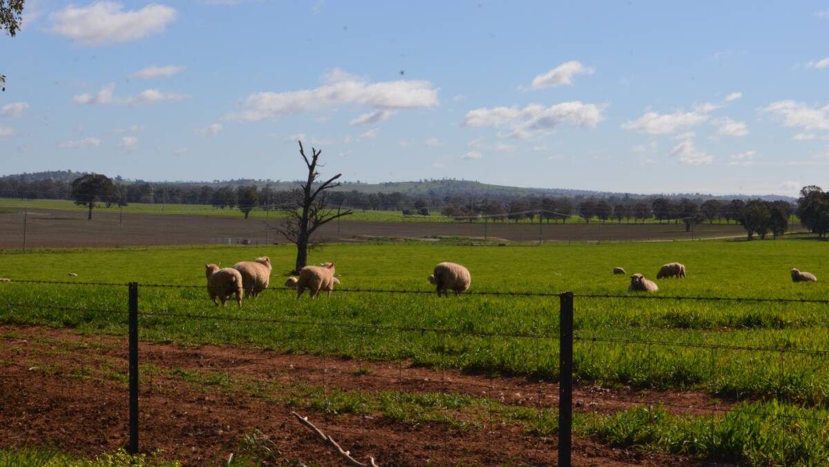 Cross-bred ewes grazing crop in the Riverina.