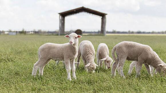 As the Australian wool industry research, development and marketing body, AWI has invested $59 million in R&D animal health and welfare since 2001, including $35 million specifically in breech flystrike prevention. Photo: supplied
