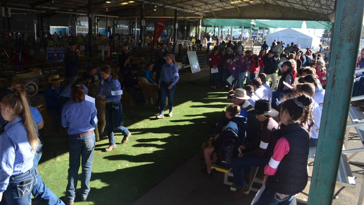 The third day of the Canberra Show saw a lot of activity among the keen entrants in the various sections of the young judging and handling competition.
