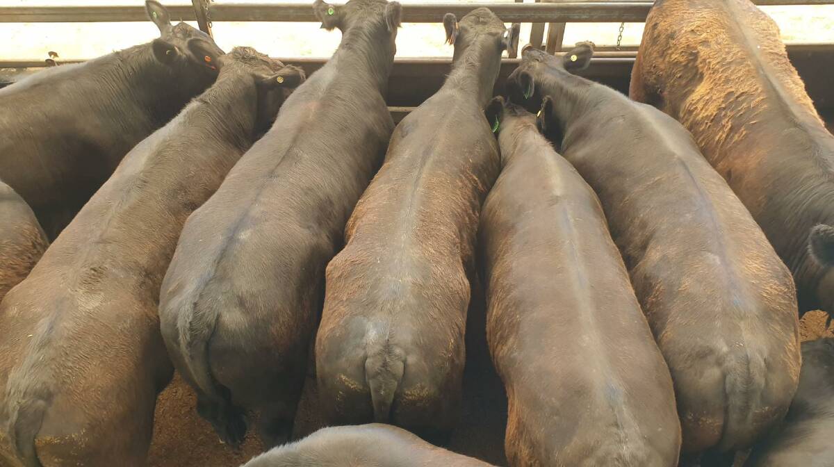 Angus steers sold on account Roseby Farming, Quirindi for 426c/kg. "It does indicate the beef industry is alive in all sectors!" Scott Simshauser. Photo: TRLX
