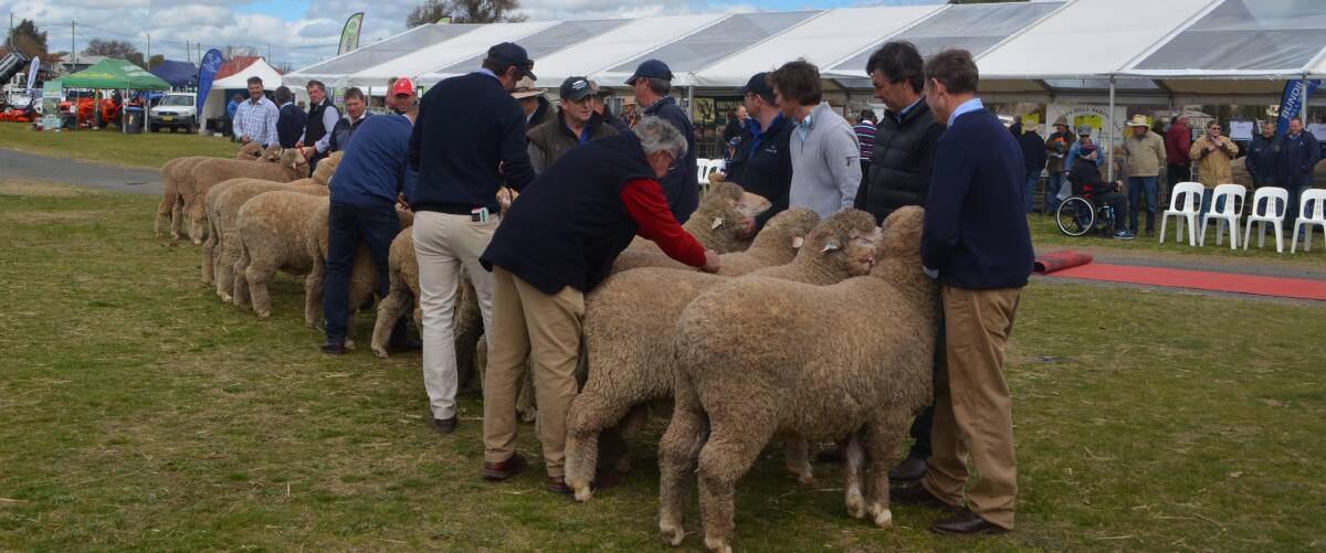 Judges assessing the pens of three hoggets for the Wendouree Shield.
