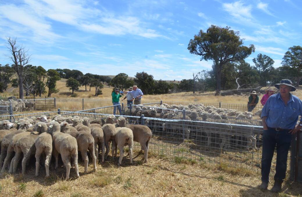 One of the Merino flocks entered in the flock ewe competition.