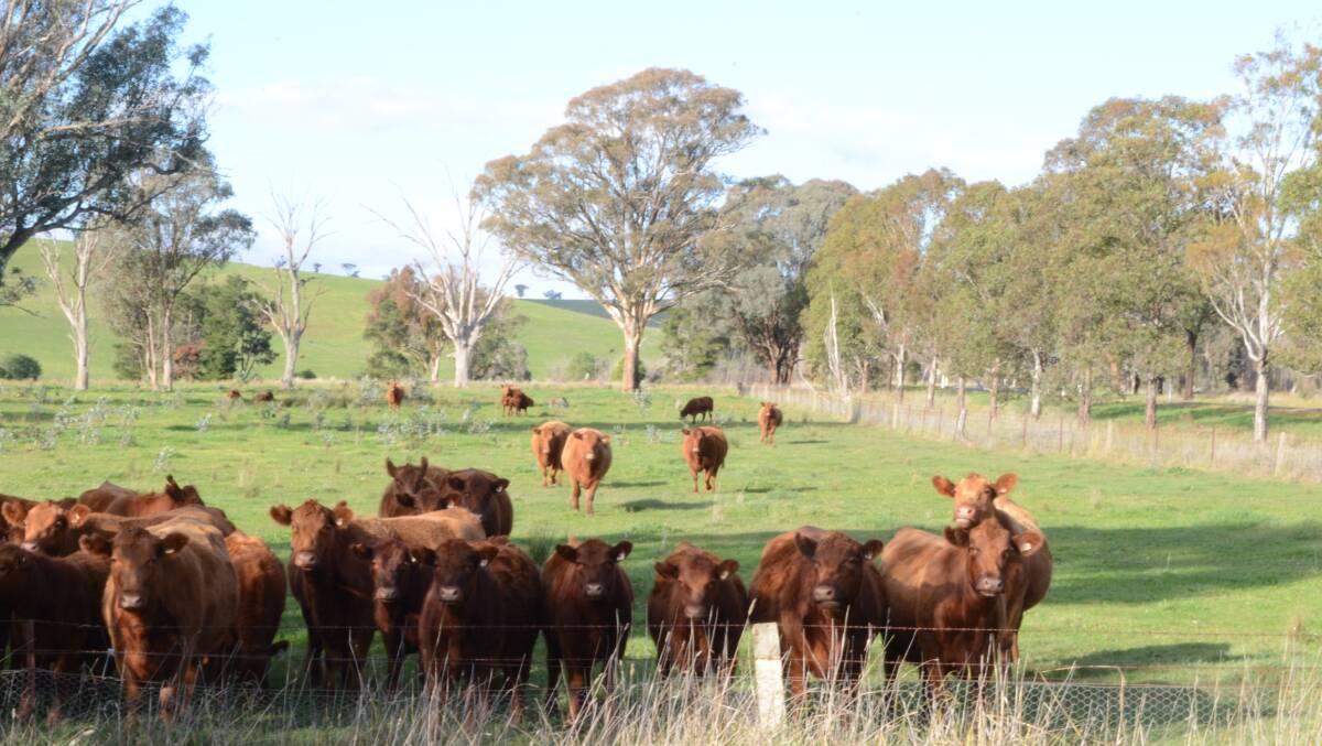 Meaty change for beef industry