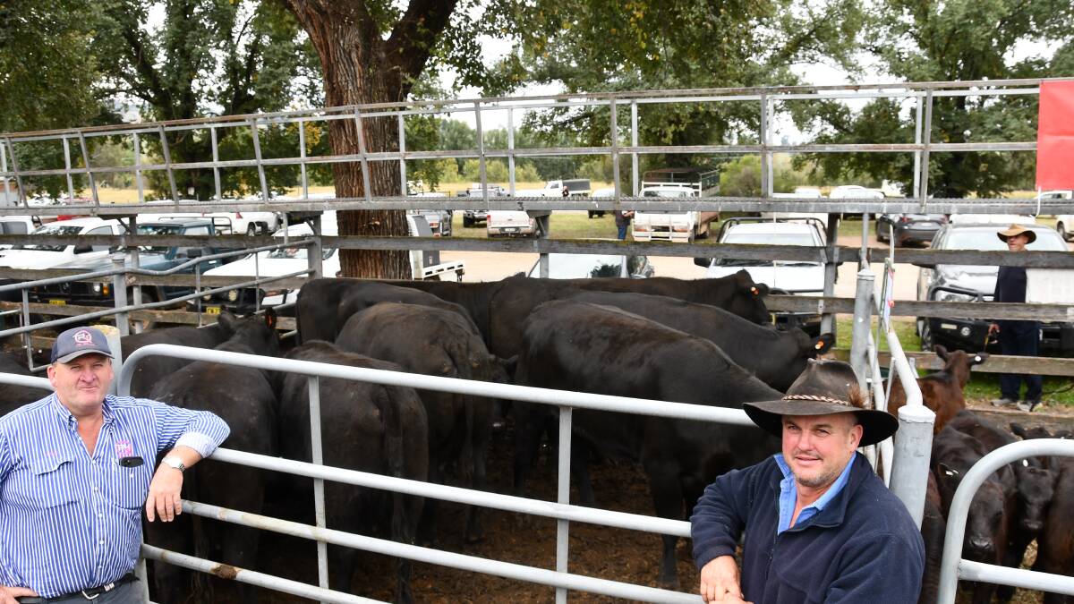 Craig Pellow, QPL, Temora, purchased 22 Angus cows with calves for $4300 from Paul Webb, Tumut. 