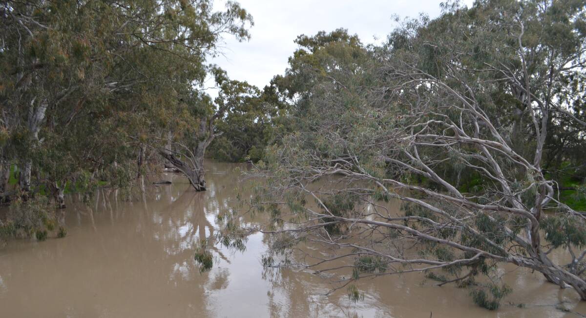 One of the creek systems flowing through the western Riverina during early spring 2016 which would have flowed into one of the Murray-Darling Basin wetlands recognised under the Ramsar Convention.
 
