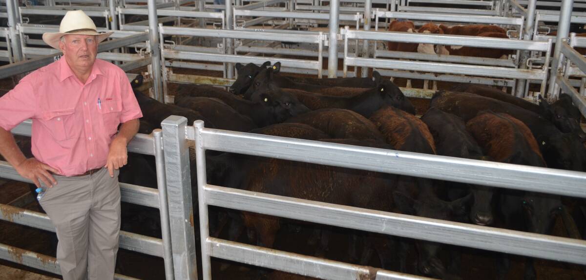 Elders Goulburn manager Steve Ridley with the pen of 18 Angus weaner steers which sold for 343 cents a kilogram at the Yass sale last Thursday. The steers were offered by the Cobold family, Mogo Station, Batemans Bay.