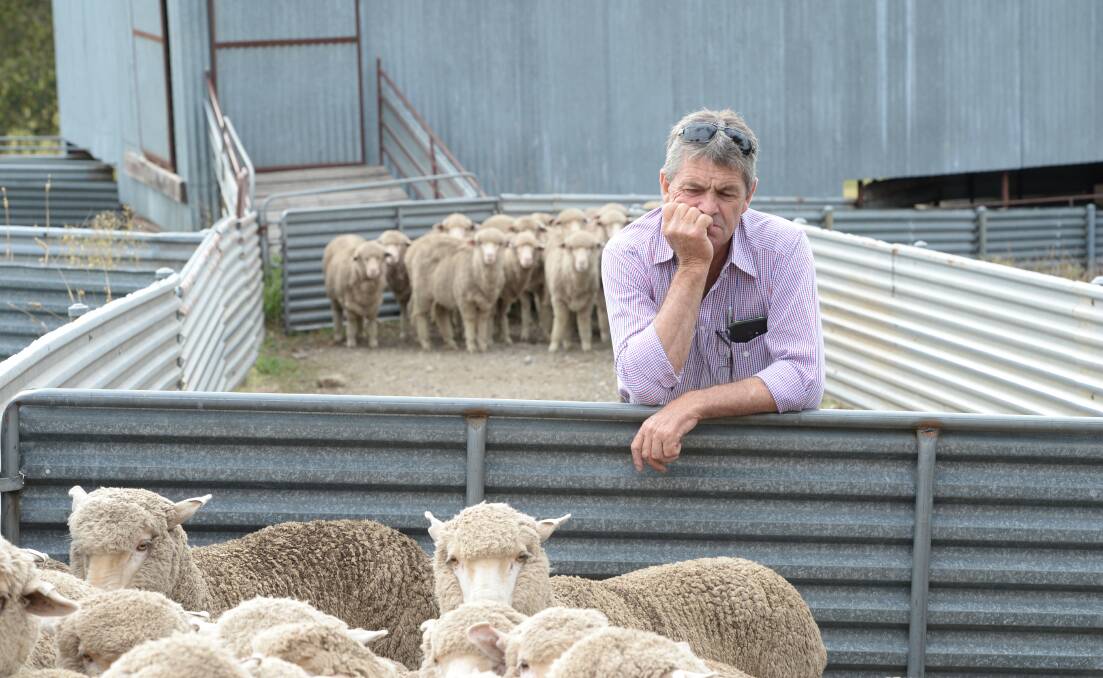 In contemplative mood: Return judge James Derrick, Karoola Downs Poll Merinos, Gundagai considering a draft of young ewes entered in the competition. Photos: Rachael Webb