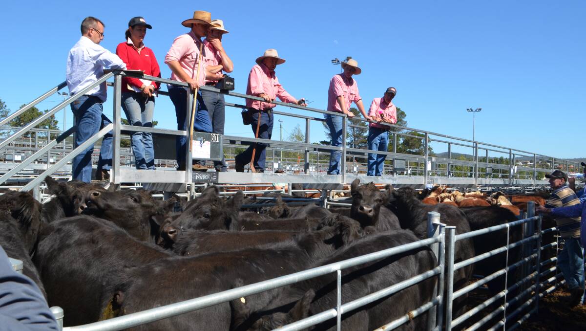 The Elders team in action at Cooma selling 15 Angus steers weighing 471kg for $1260.
