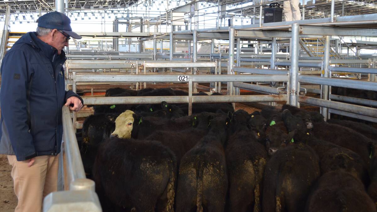 Col Harris, Delta, Cootamundra, assesses cattle for clients at the South Eastern Livestock Exchange, Yass.
