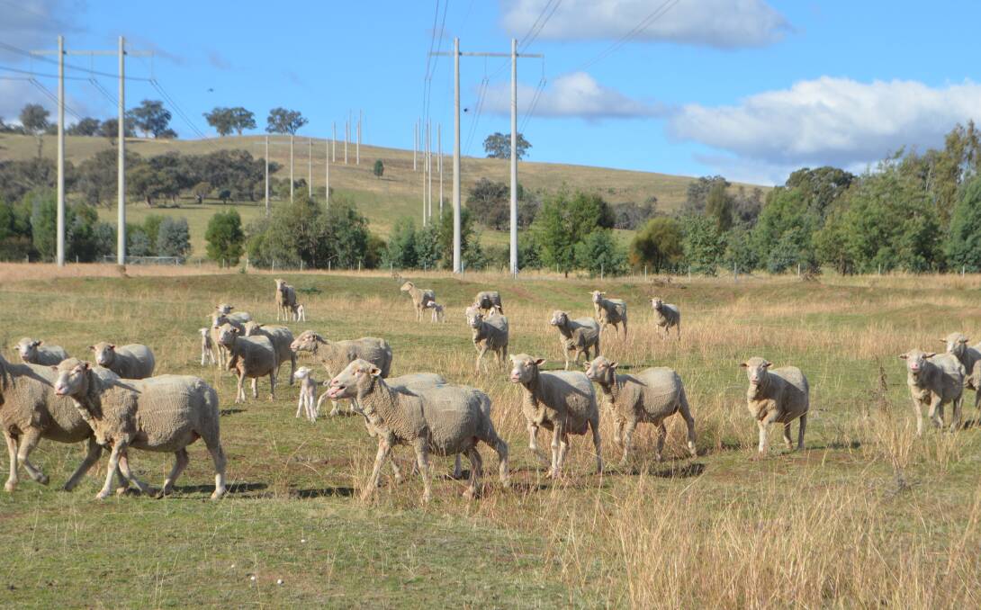 Dohne ewes lambing on Bruce Harris's property "Connorton", Uranquinty. Mr Harris said he hadn't any losses of ewes or lambs through the recent rain event, because his paddocks are well sheltered, providing protection for the sheep.