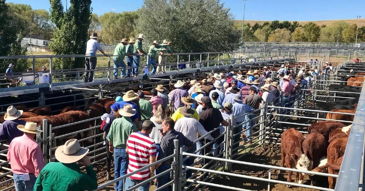 Weaner steers at Cooma hit $1400