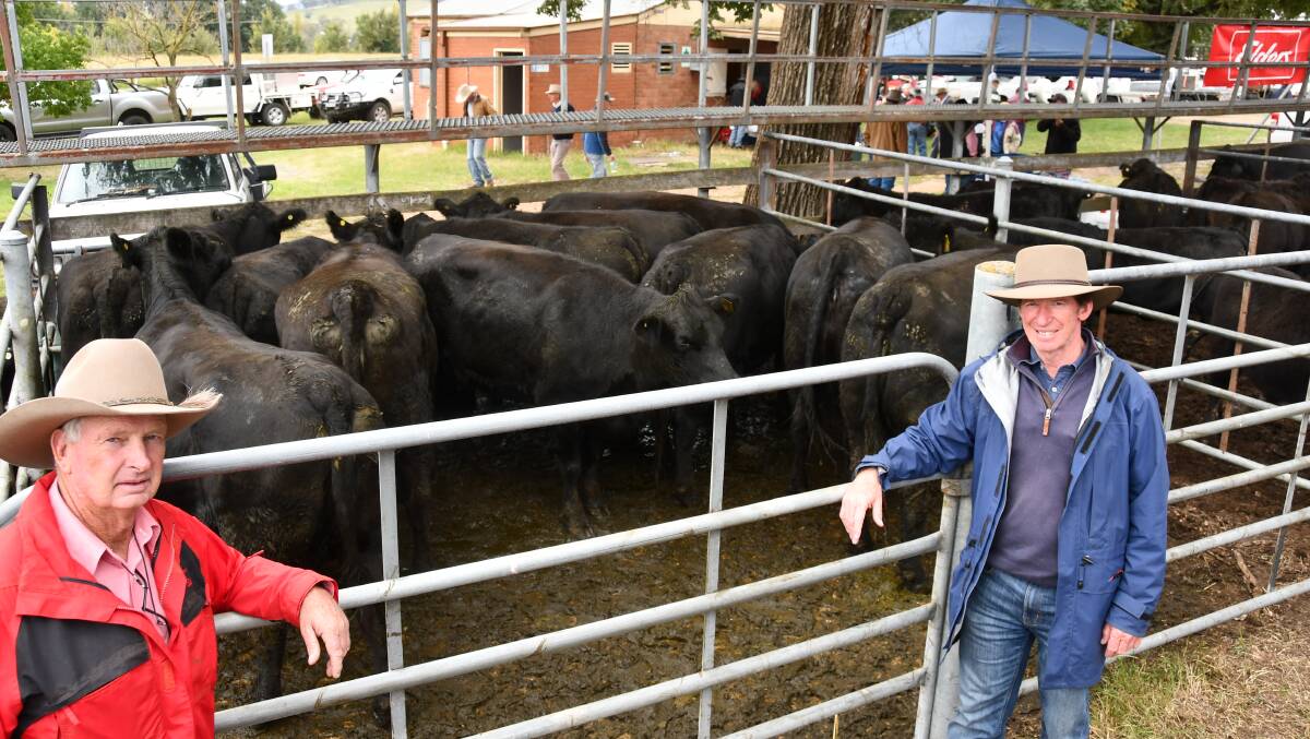 Peter Wallis, Elders, Albury with Mick Grogan, South Wangaratta, with the 11 Angus cows, five - six years and calves he bought for $3900. 