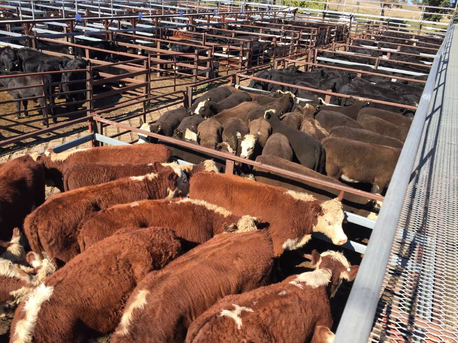 Cattle penned for sale at Braidwood