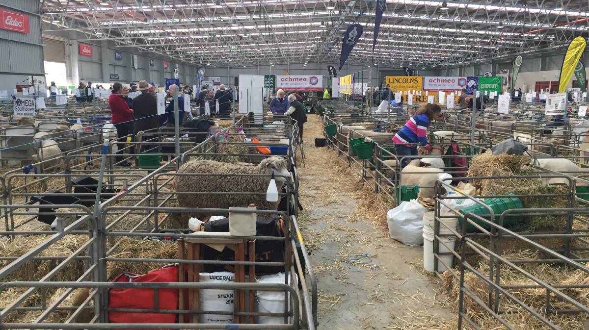 Among the heritage and prime lamb breeds being prepared for judging.