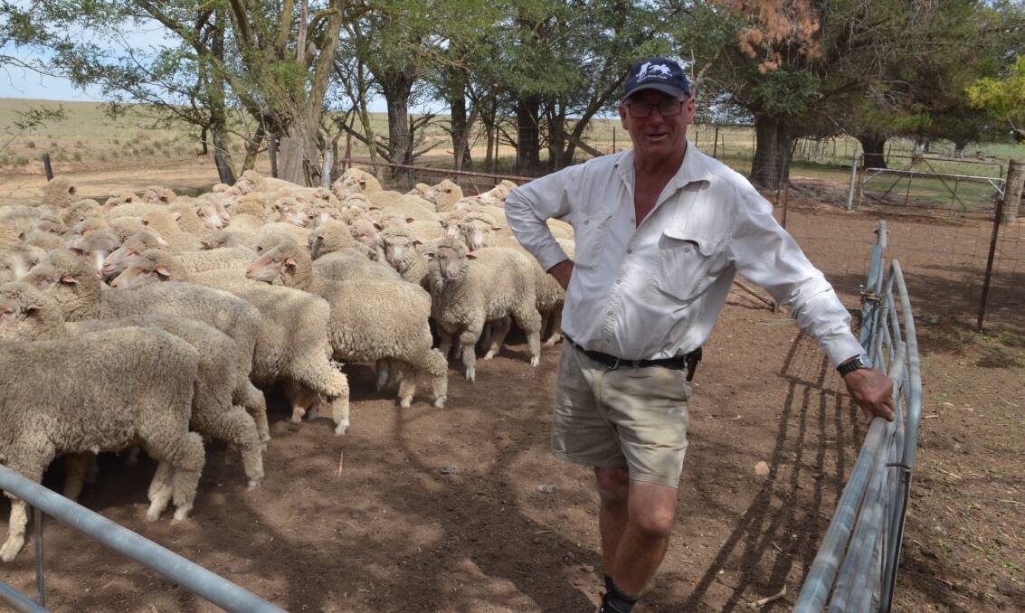 Bill Hurley, Old Killanear, Boorowa with his June-shorn Demondrille-blood maiden ewes classed by Andrew Davis.