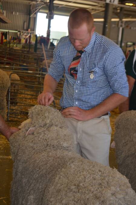 Will Stewart, Central Otago, NZ preparing to to assess a Poll Merino ram during the 2109 Canberra Royal Show.