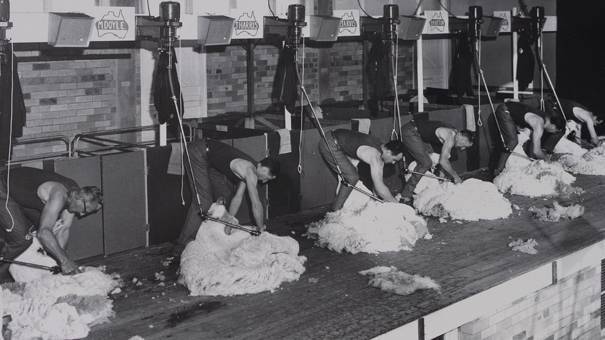 Bimby Martin was one of six Wool Board instructors who put on a synchronised shearing display at the 1965 Sydney Sheep Show. Bimby is second from right in the above photograph. He will be the guest of honour at the reunion. Photos: John Cook