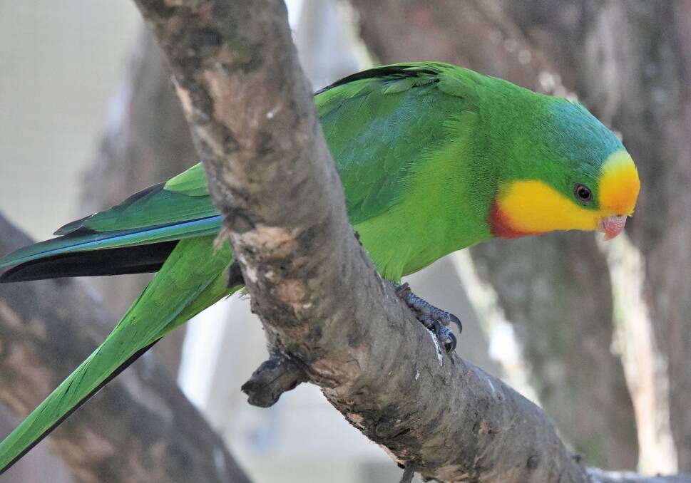 The Superb Parrot (Polytelis swainsonii) is a mostly green parrot only found in inland south-eastern Australia where it lives through the inland slopes and plains of southern NSW (including the Australian Capital Territory) and into northern Victoria. Photo: Neil Hermes
