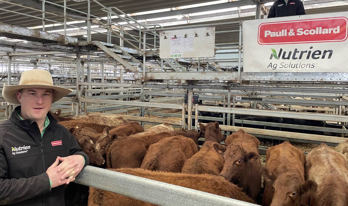 Will Jennings, auctioneer with Paull and Scollard Nutrien, Wodonga, with the pen of Spry's-blood Shorthorn heifers sold for $970.