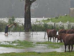 Cattle caught behind fences in rising water.