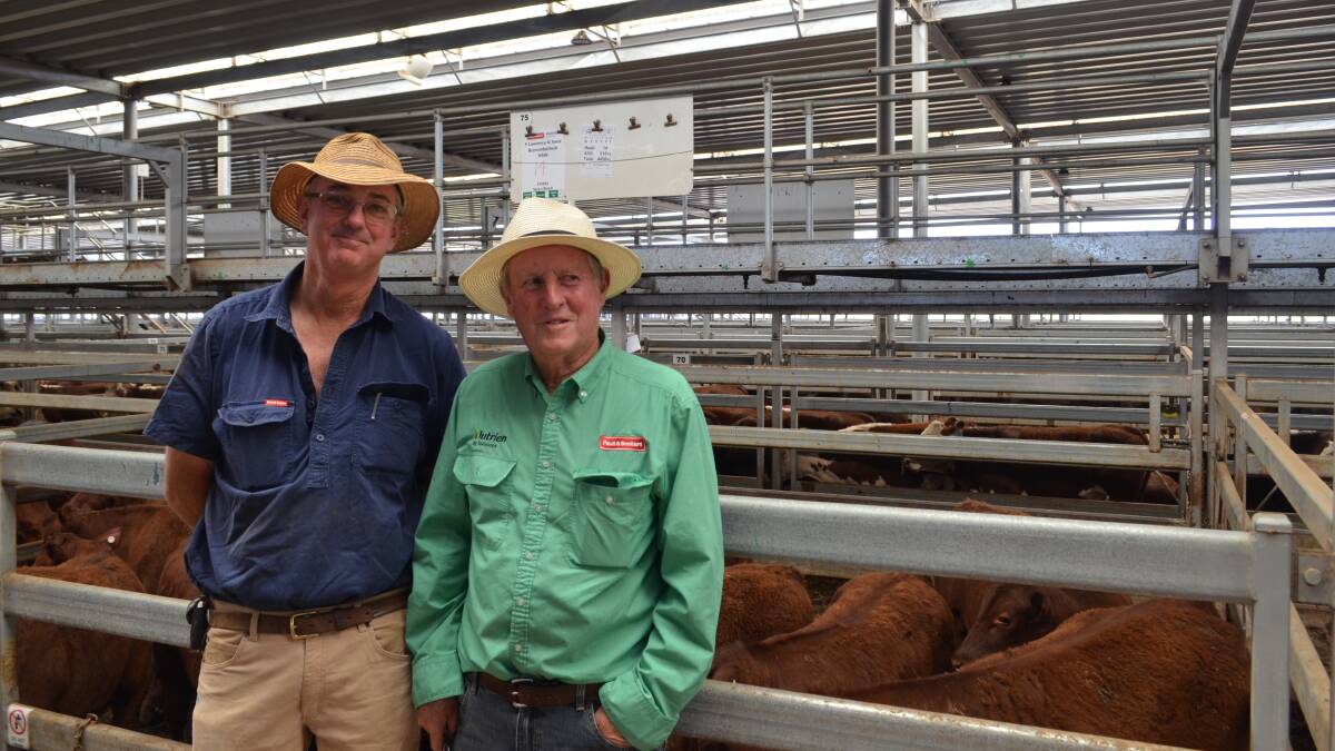 Peter Lawrence, Burrumbuttock, sold 14 Sprys-blood Shorthorn steers weighing 318kg for $1640 a head and is with Mike Scollard, Paull and Scollard Nutrien, Wodonga.