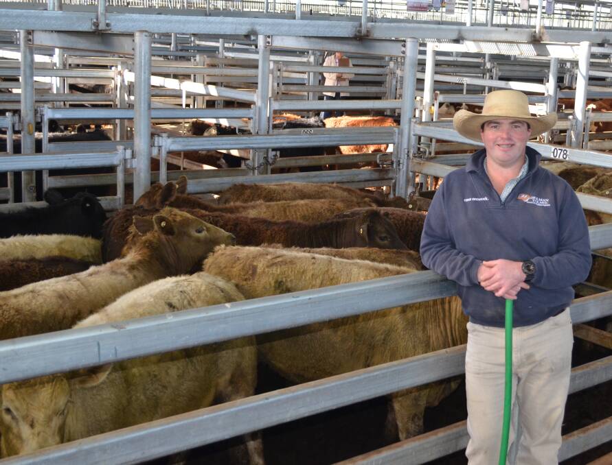 Corey Nicholson, Holman Tolmie Pty Ltd, Cootamundra, with Murray Grey steers weighing 355kg that sold for $1430 a head at Yass store sale last Friday.