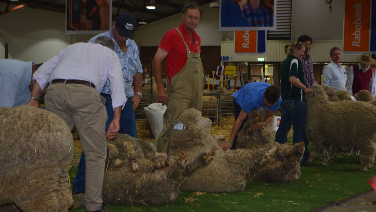 Judging the March-shorn rams on the second day at Great Southern Supreme Merino in Canberra