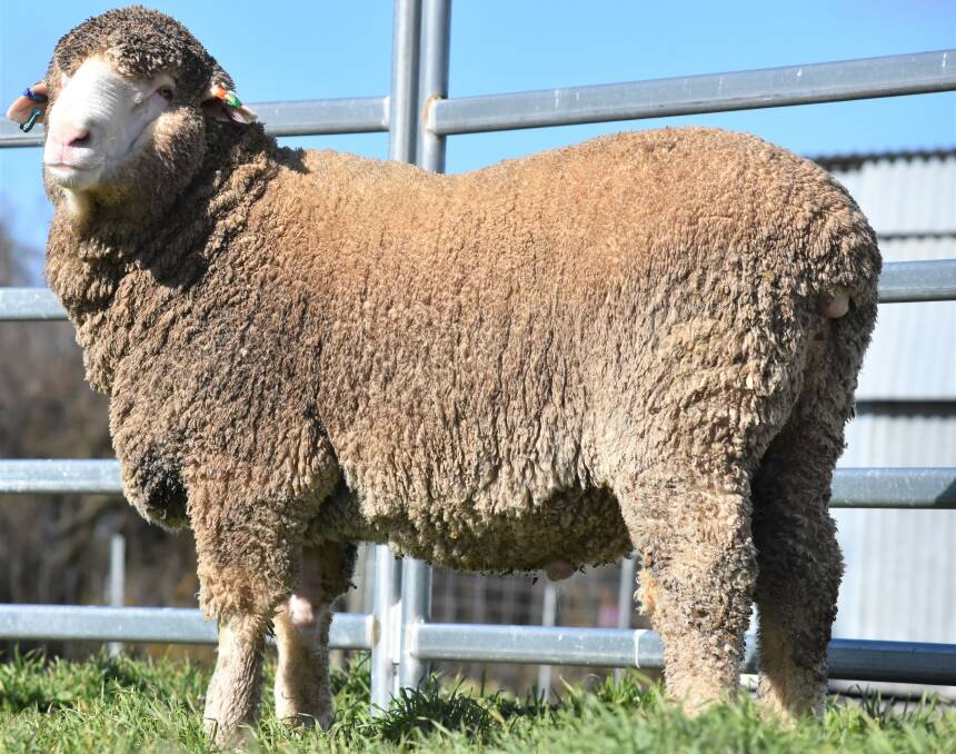 A half-share in West Plains Silencer has been purchased by the Brady family, Staveley Park Merino Stud, Staveley, Victoria. Photo: Drew Chapman
