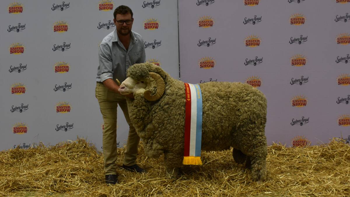 Hayden Cox, Bocoble, Eumungerie, with his grand champion superfine wool ram. Photo: Shantelle Lord