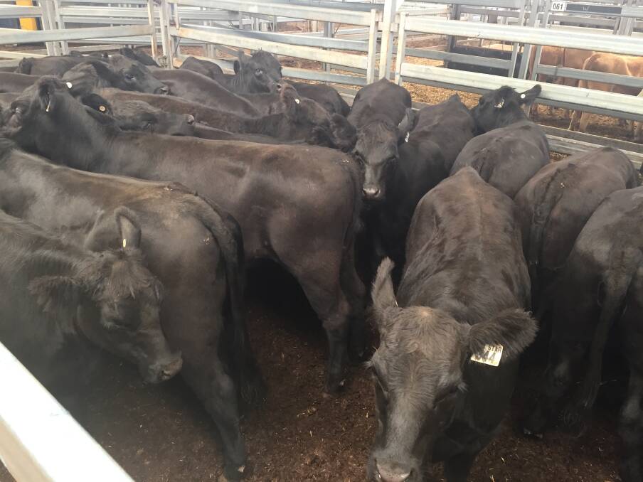 Angus steers penned for sale at Wodonga